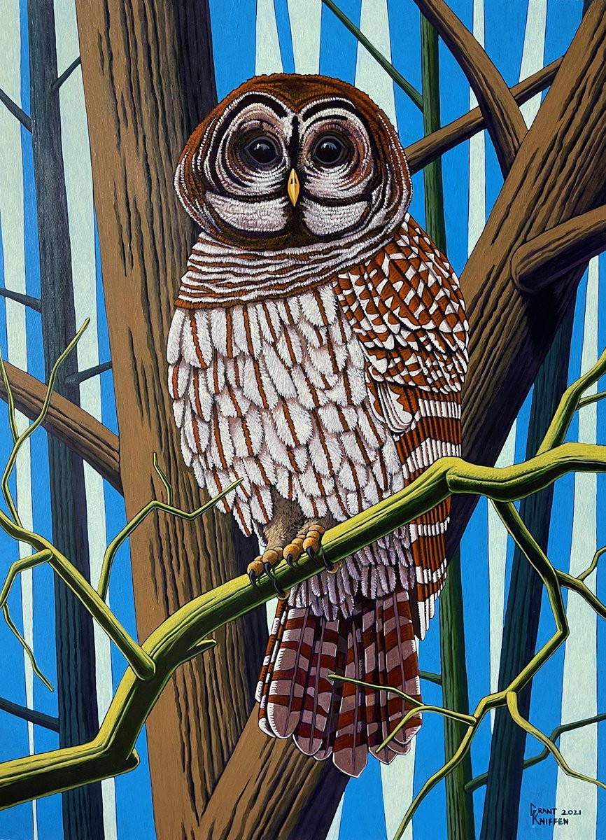 Barred Owl